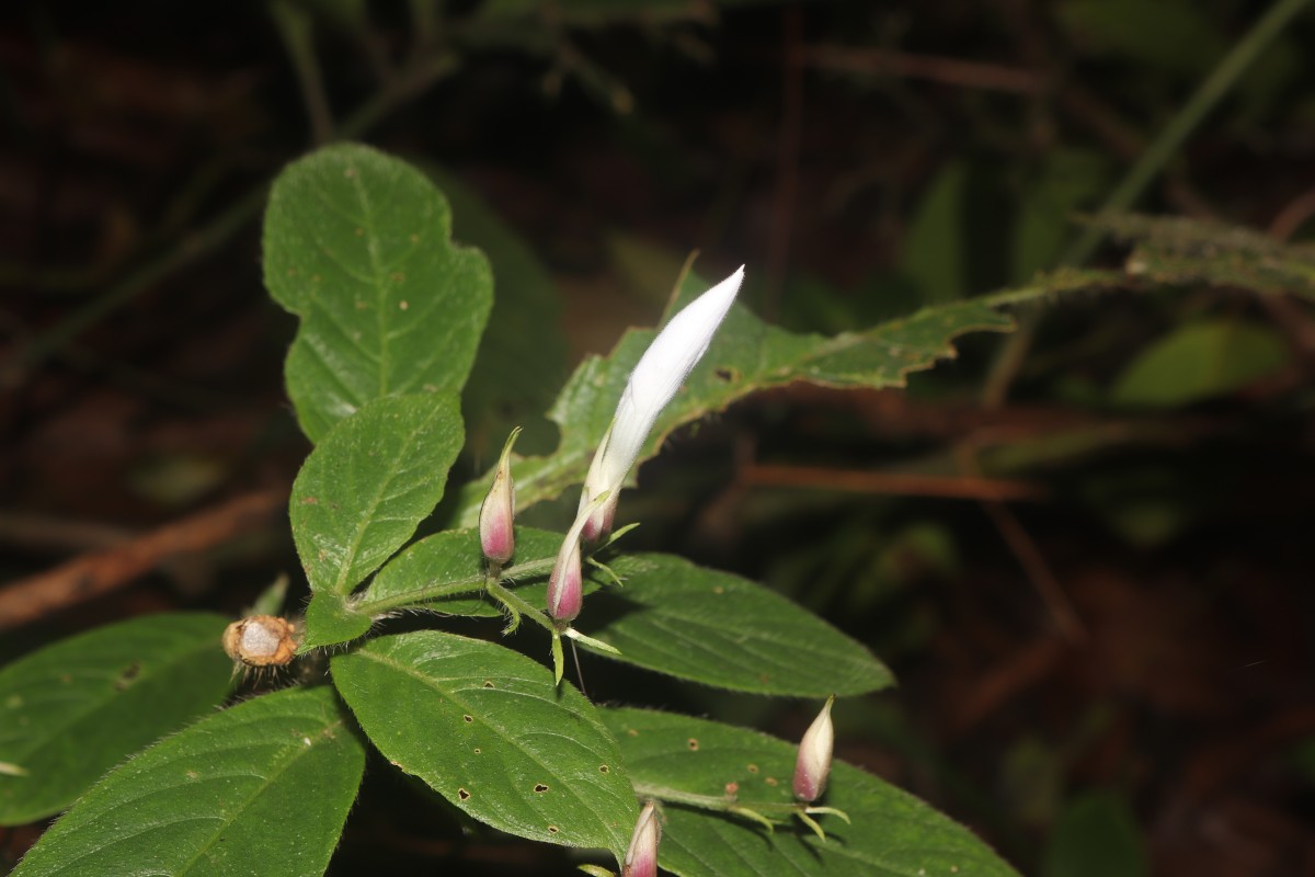 Barleria vestita T.Anderson